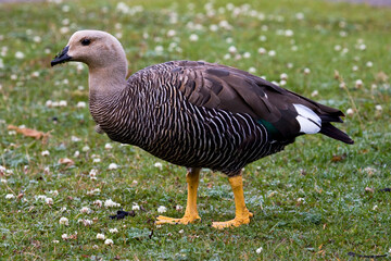 Upland Goose, Chloephaga picta