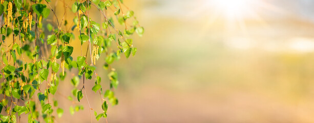 Birch branch with leaves and earrings in bright sunlight, copy space