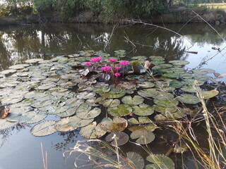 Water Lotus Flower.Leaf Imege .The lotus flower in the water . Lotus (Botanical name: Nelumbian nucifera) is a plant in the botanical world in which big and beautiful flowers bloom. It is the national