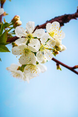 Cherry flowers, cherry blossoms on a background of light blue sky