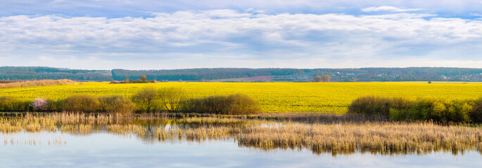 Blooming rapeseed field by the river in sunny weather, panorama