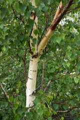 Betula pendula