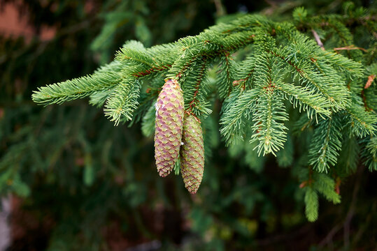 Picea Abies