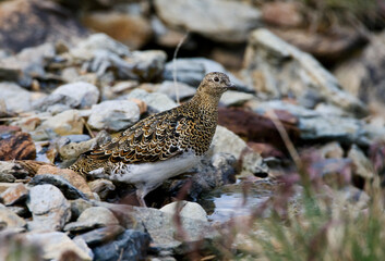 White-bellied Seedsnipe, Attagis malouinus