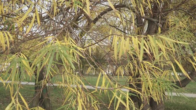 Willow branches and leaves