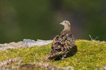 White-bellied Seedsnipe, Attagis malouinus