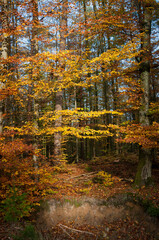 golden autumn forest