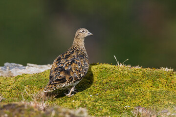 White-bellied Seedsnipe, Attagis malouinus