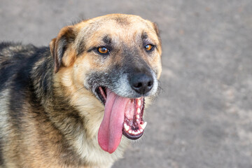 A dog with a satisfied look and a protruding tongue
