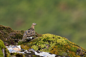 White-bellied Seedsnipe, Attagis malouinus