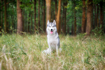 A young Siberian Husky sitting in a green gress in a forest. She has amber eyes, grey and white fur. There are a lot of trees with brown trunks in the background..