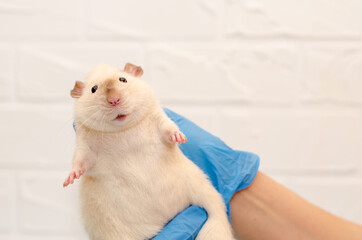 White rat dumbo siam at veterinarian doctor appointment with hands in blue gloves, examination of rat with hands