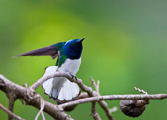Witnekkolibrie, White-necked Jacobin, Florisuga mellivora