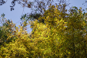 Autumn. Autumn atmosphere. Autumn background. Wallpaper. Sunny day. Forest. 