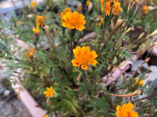 マリーゴールド