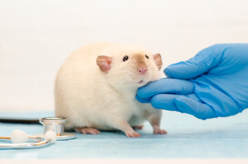 White rat siam at veterinarian doctor with hands in blue gloves. Examination of rat, listening heart by stethoscope