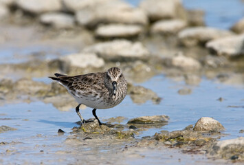 Bonapartes Strandloper, White-rumped Sandpiper, Calidris fuscicollis
