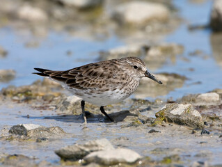 Bonapartes Strandloper, White-rumped Sandpiper, Calidris fuscicollis
