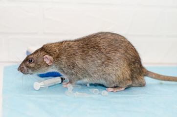 Gray rat at veterinarian doctor appointment with test tubes. Examination of rat, inspection of ears and blood