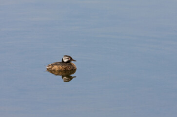 Witwangfuut, White-tufted Grebe, Rollandia rolland