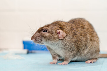 Gray rat at veterinarian doctor appointment with test tubes. Examination of rat, inspection of ears and blood