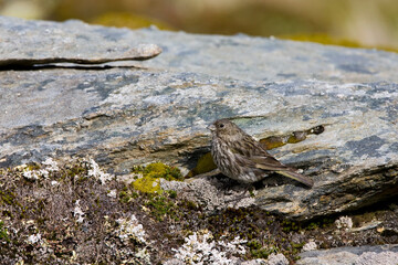 Geelteugelgors, Yellow-bridled Finch, Melanodera xanthogramma