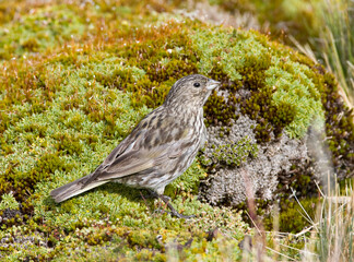 Geelteugelgors, Yellow-bridled Finch, Melanodera xanthogramma
