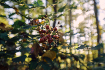 Autumn. Autumn atmosphere. Autumn background. Wallpaper. Sunny day. Forest. 