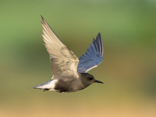 Black Tern, Chlidonias niger