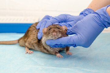 Gray rat at veterinarian doctor appointment with hands in blue gloves, examination of rat health