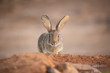 European rabbit (Oryctolagus cuniculus)