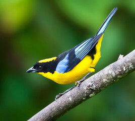 Blue-winged Mountain-Tanager, Blauwvleugel-bergtangare, Anisogna
