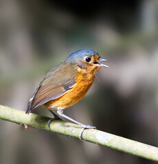 Slate-crowned Antpitta, Grallaricula nana