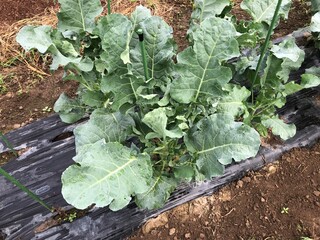 ブロッコリーの葉