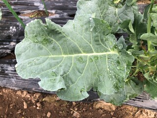 ブロッコリーの葉