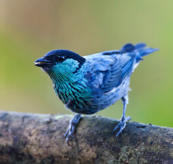 Heines Tangare, Black-capped Tanager, Tangara heinei