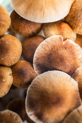 cultivation of hallucinogenic mushrooms