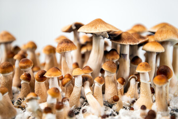 cubensis psychedelic mushrooms