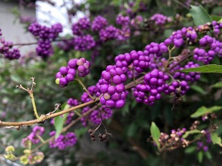紫の実