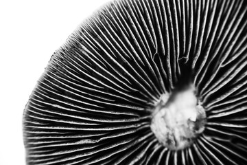 cubensis magic mushrooms black spores © YARphotographer
