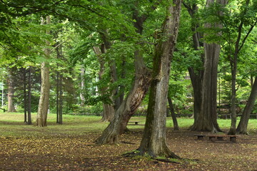 The beautiful autumn air at the Maruyama Park in Sapporo Japan