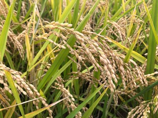稲穂