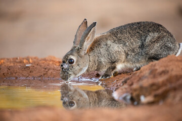 European rabbit (Oryctolagus cuniculus)