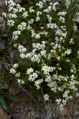 Galium saxatile