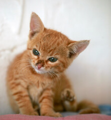 animal closeup photography - portrait of a red kitten, with big ears, short whiskers and blue eyes, sitting, looking into camera, outdoors on a sunny day in the Gambia, Africa