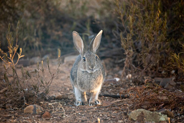 European rabbit (Oryctolagus cuniculus)