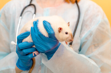 Female doctor veterinarian, stands with white rat siam in protective suit, blue gloves, stethoscope on yellow background