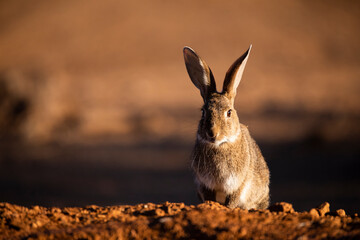 European rabbit (Oryctolagus cuniculus)