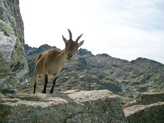 A mountain goat in the Sierra de Gredos. Avila. Castile and Leon. Spain