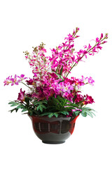 Artificial flowers isolated include clipping path on white background